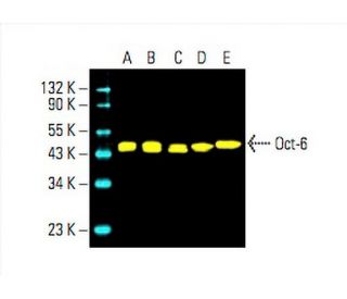 Oct-6 Antibody (B-7) - Western Blotting - Image 392770 