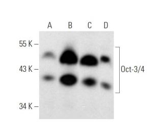 Oct3/4 Antibody (F-7) - Western Blotting - Image 319554