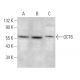 OCT6 Antibody (H-6) - Western Blotting - Image 369975 
