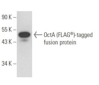 OctA-Probe Antibody (G-8) - Western Blotting - Image 73099