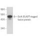 OctA-Probe Antibody (G-8) - Western Blotting - Image 73099