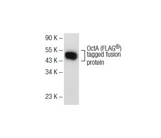 OctA-Probe Antibody (H-5) - Western Blotting - Image 72807 