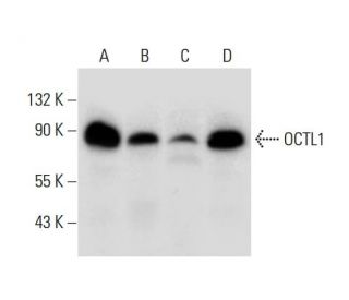 OCTL1 Antibody (A-5) - Western Blotting - Image 306555 