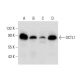OCTL1 Antibody (A-5) - Western Blotting - Image 306555 