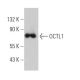 OCTL1 Antibody (A-5) - Western Blotting - Image 367729 