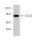 OCTL1 Antibody (A-5) - Western Blotting - Image 367731