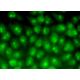 ODC Antibody (E-6) - Immunofluorescence - Image 370527 