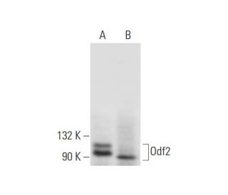 Odf2 Antibody (G-2) - Western Blotting - Image 299058 