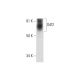 Odf2 Antibody (G-2) - Western Blotting - Image 299057