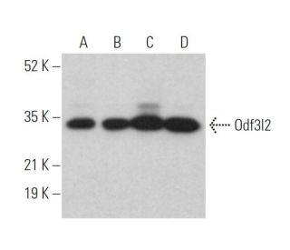 Odf3l2 Antibody (H-4) - Western Blotting - Image 372397 