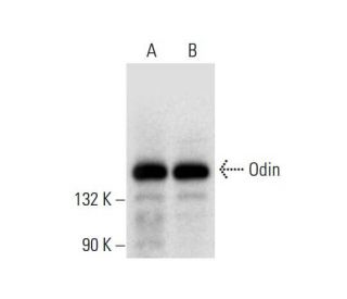 Odin Antibody (F-9) - Western Blotting - Image 305765 