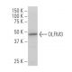 OLFM3 Antibody (M-N16) - Western Blotting - Image 34169