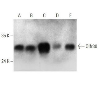 Olfr30 Antibody (E-1) - Western Blotting - Image 352586 