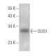 OLIG1 Antibody (A-2) - Western Blotting - Image 358067 