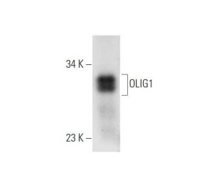 OLIG1 Antibody (E-12) - Western Blotting - Image 332765 