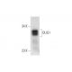OLIG1 Antibody (E-12) - Western Blotting - Image 332765 