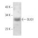 OLIG1 Antibody (E-12) - Western Blotting - Image 358065 