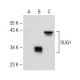OLIG1 Antibody (H-6) - Western Blotting - Image 149665
