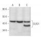 OLIG1 Antibody (H-6) - Western Blotting - Image 358068 