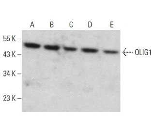 OLIG1 Antibody (H-6) - Western Blotting - Image 381809 