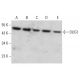OLIG1 Antibody (H-6) - Western Blotting - Image 381809 
