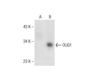 OLIG1 Antibody (A-2) - Western Blotting - Image 146472
