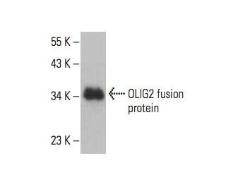 OLIG2 Antibody (B-5) - Western Blotting - Image 393038 