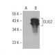 OLIG2 Antibody (B-5) - Western Blotting - Image 393039 