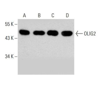 OLIG2 Antibody (H-10) - Western Blotting - Image 387377 
