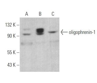 oligophrenin-1 Antibody (D-2) - Western Blotting - Image 375005 