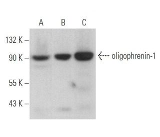 oligophrenin-1 Antibody (F-3) - Western Blotting - Image 374939 