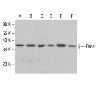 Oma1 Antibody (H-11) - Western Blotting - Image 383788