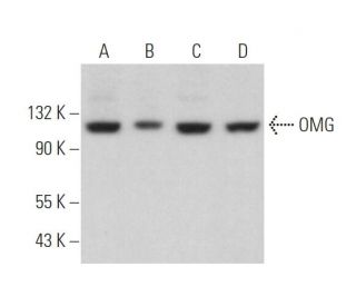 OMG Antibody (E-8) - Western Blotting - Image 372815 