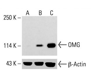 OMG Antibody (E-8) - Western Blotting - Image 414071