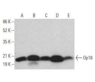 Op18 Antibody (A-4) - Western Blotting - Image 373481 