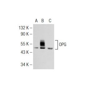 OPG/Osteoprotegerin Antibody (4H219) - Western Blotting - Image 126581