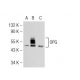 OPG/Osteoprotegerin Antibody (4H219) - Western Blotting - Image 126581