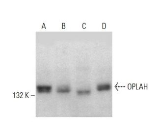 OPLAH Antibody (E-6) - Western Blotting - Image 376436 