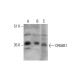 OR56B1 Antibody (E-9) - Western Blotting - Image 348601