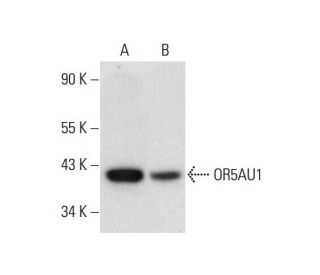 OR5AU1 Antibody (F-10) - Western Blotting - Image 308394 