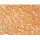 OR5T1 Antibody (G-2) - Immunohistochemistry - Image 411672 