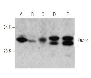 Orai2 Antibody (G-5) - Western Blotting - Image 358709