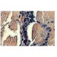 Orange G: sc-203750 and Hematoxylin: sc-24973. Staining of formalin-fixed, paraffin-embedded human skeletal muscle showing