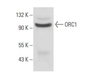 ORC1 Antibody (TK 1/2) - Western Blotting - Image 17630