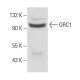 ORC1 Antibody (TK 1/2) - Western Blotting - Image 17630