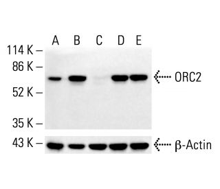 ORC2 Antibody (3G6) - Western Blotting - Image 412534 