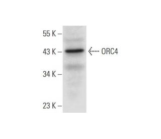 ORC4 Antibody (D-8) - Western Blotting - Image 300130