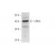 ORC4 Antibody (D-8) - Western Blotting - Image 300130