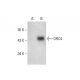 ORC4 Antibody (H-2) - Western Blotting - Image 304507 