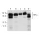 ORP-3 Antibody (G-5) - Western Blotting - Image 314097 